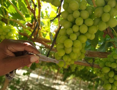 FLLT   CALIBRADOR DE UVAS CAL-19 02