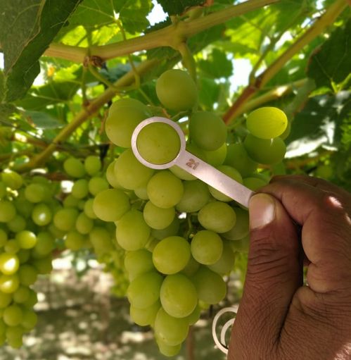 FLLT   CALIBRADOR DE UVAS CAL-19 03